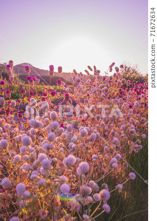Dusk seen from the flowerbed Dusk seen from the flowerbed 71672634