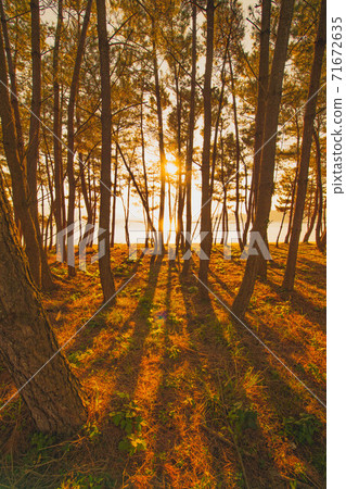 Pine forest dusk 71672635