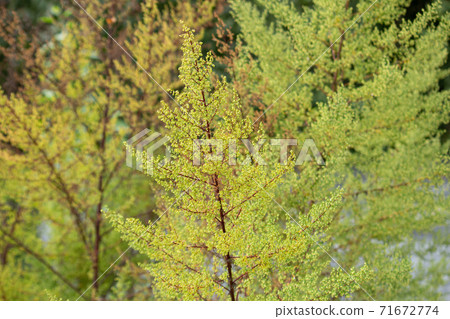 胡蘿蔔，學名：Artemisia annua，中文名：Huanghua蒿，英文名：sweet annie， 71672774