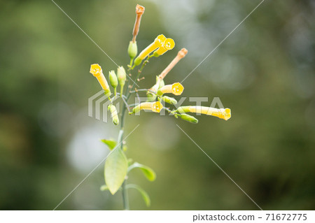 Tobacco (Nicotiana glauca), also known as: Karashidane, a type of tobacco, toxic, 71672775