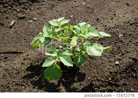 Potato seedlings (photographed in autumn, Japan) Potato seedlings (photographed in autumn, Japan) 71672776