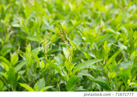 Ai (Ai, Ai), also known as Tadeai (Tateai) Scientific name: Apolygonum tinctorium Ai (Ai, Ai), also known as Tadeai (Tateai) Scientific name: Apolygonum tinctorium 71672777