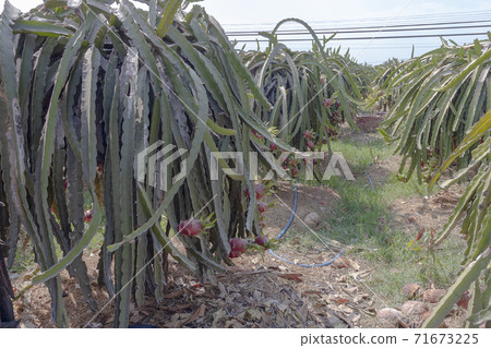 Dragon fruit cultivated in Vietnam Dragon fruit cultivated in Vietnam 71673225