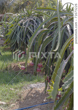 Dragon fruit cultivated in Vietnam 71673226