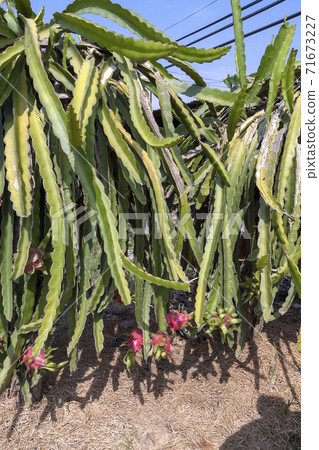 Dragon fruit cultivated in Vietnam 71673227