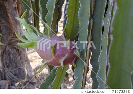 Dragon fruit cultivated in Vietnam 71673228