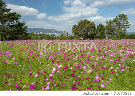 兵庫縣橫河川河床的宇宙花園 兵庫縣橫河川河床的宇宙花園 71673551