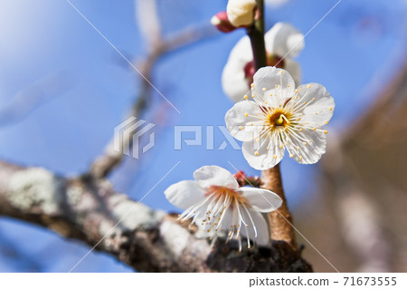 白梅,映襯在藍天下的特寫鏡頭 白梅,映襯在藍天下的特寫鏡頭 71673555