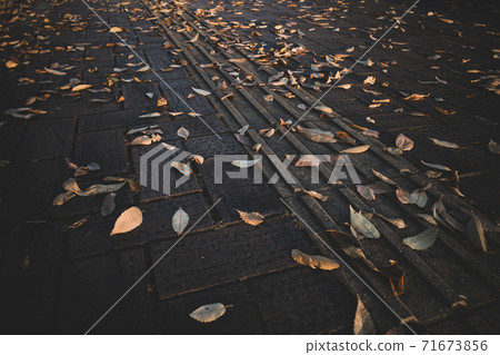 磚舖的人行道，采爾科娃落葉 71673856