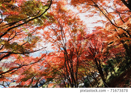 秋天的樹葉 71673878