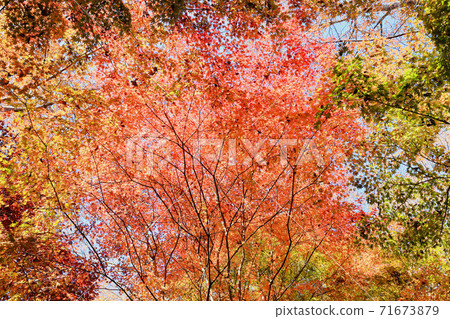 Autumn leaves 71673879