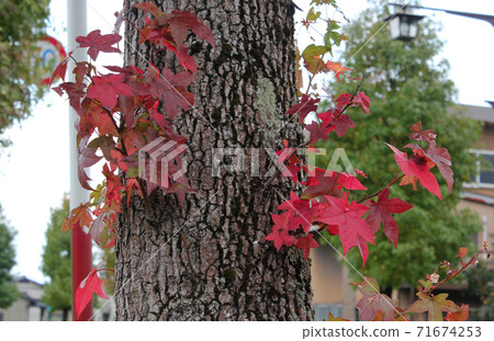 Red-dyed leaves and tree trunks 71674253