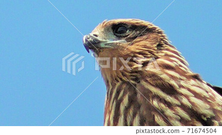 Blue sky and eagle 71674504