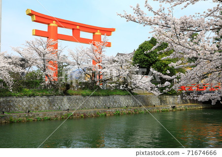 平安神宮大鳥居和櫻花盛開 照片素材 圖片 圖庫