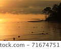 Kealashi and swan of Lake Inaedai at dawn 71674751