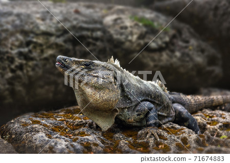 A large iguana sunbathes on a gray limestone rock close-up. A large iguana sunbathes on a gray limestone rock close-up. 71674883