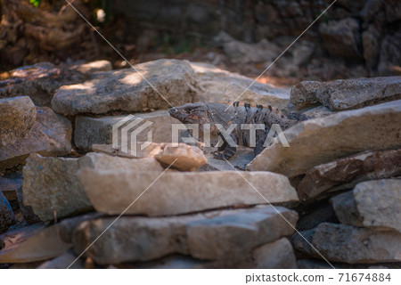 A large iguana sunbathes on a gray limestone rock close-up. 71674884