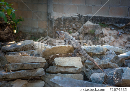 A large iguana sunbathes on a gray limestone rock close-up. 71674885