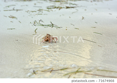A hermit crab with a shell crawling on the white sand. 71674908