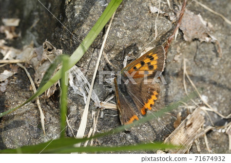 Bennisimi Bennisimi 71674932