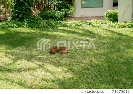 Capybara, Hydrochoerus hydrochaeris, on the lawn eating large coconut. Capybara, Hydrochoerus hydrochaeris, on the lawn eating large coconut. 71675011