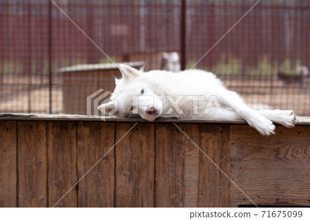 A white Siberian husky lies on a wooden house. The dog is lying, bored A white Siberian husky lies on a wooden house. The dog is lying, bored 71675099