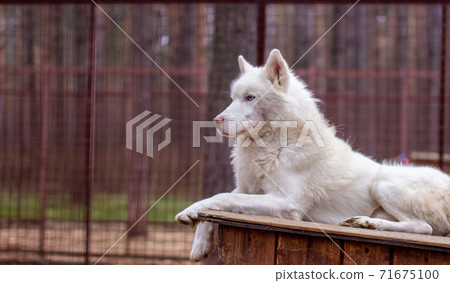 A white Siberian husky lies on a wooden house. The dog is lying, bored A white Siberian husky lies on a wooden house. The dog is lying, bored 71675100