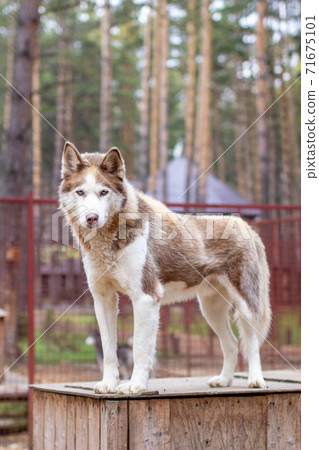 Siberian husky dog lying on a wooden house. The dog is lying, bored. Siberian husky dog lying on a wooden house. The dog is lying, bored. 71675101