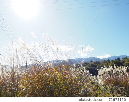 The sun in the blue sky in autumn shines. 71675150