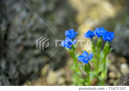 Ben Thiana Berna 71675197