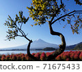 Lake Kawaguchi's Kokia and Mt. Fuji 71675433