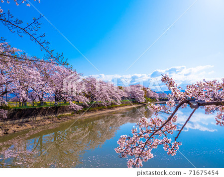 藤原宮遺址的櫻花和池塘 藤原宮遺址的櫻花和池塘 71675454