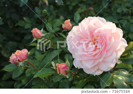Pink roses and buds blooming in the garden (variety name: Garden of Roses) 71675584