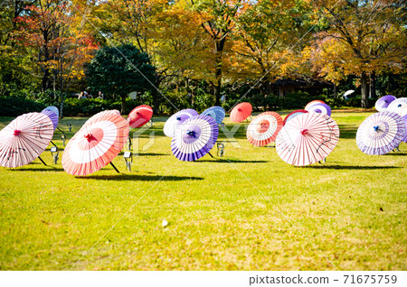 日本傳統日本傘 71675759