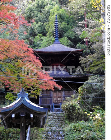 許多塔和Momiji 許多塔和Momiji 71675905