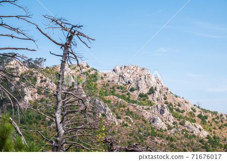 Old dry tree on the mountainside. Fallen pines on the steep slope of a high rocky mountain. High rocky mountains on blue sky background. 71676017