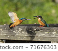 Kingfisher territory battle 71676303