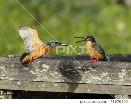 Kingfisher territory battle Kingfisher territory battle 71676303