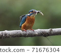 Kingfisher catches small fish 71676304