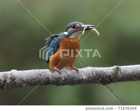 Kingfisher catches small fish Kingfisher catches small fish 71676304