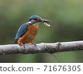 Kingfisher holds a small fish 71676305