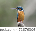 Kingfisher standing 71676306
