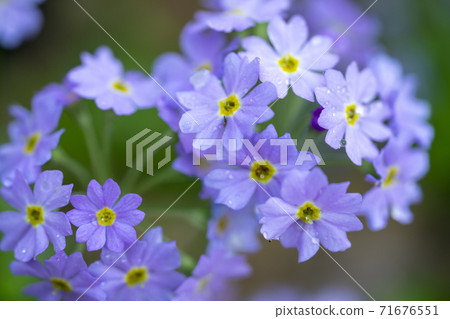 Yuki Warri Kozakura 71676551