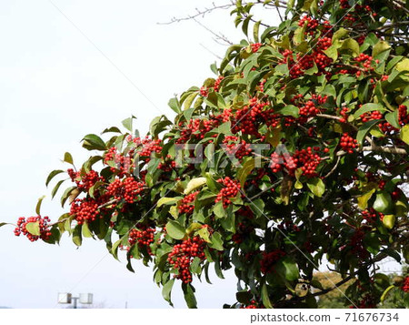 Kuroganaemochi 71676734