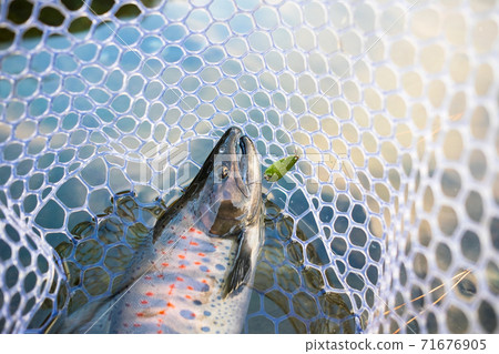 明亮地結婚的阿瑪戈 71676905