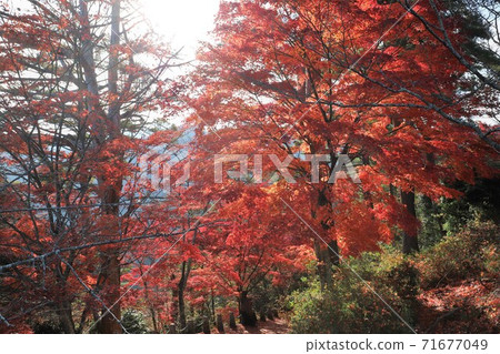 奈良縣吉野山的秋葉 奈良縣吉野山的秋葉 71677049