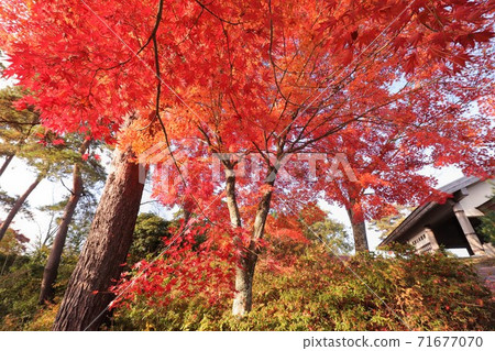 Autumn leaves of Mt. Yoshino, Nara Prefecture Autumn leaves of Mt. Yoshino, Nara Prefecture 71677070