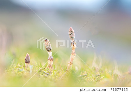 早春筑紫可以 71677115