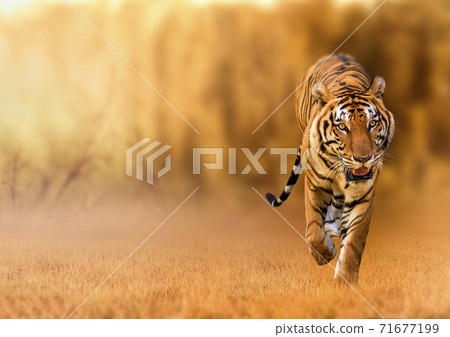 Tiger, walking in the golden light Is a wild animal hunting Summer in hot, dry areas and beautiful tiger structures Tiger, walking in the golden light Is a wild animal hunting Summer in hot, dry areas and beautiful tiger structures 71677199