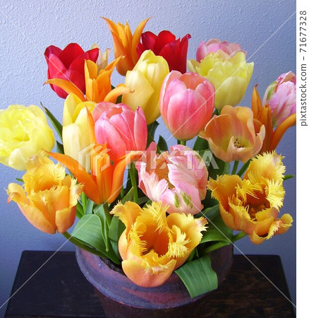 bloom, blossom, blossoms 71677328